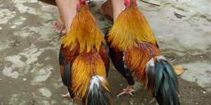 Màu Mạng Gà Đá - Tìm Hiểu Về Ý Nghĩa Và Sự Tác Động
