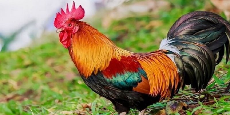Màu mạng gà đá và các thông tin